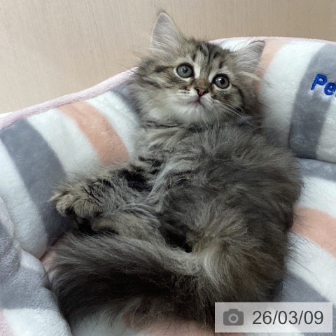 ラガマフィンの写真