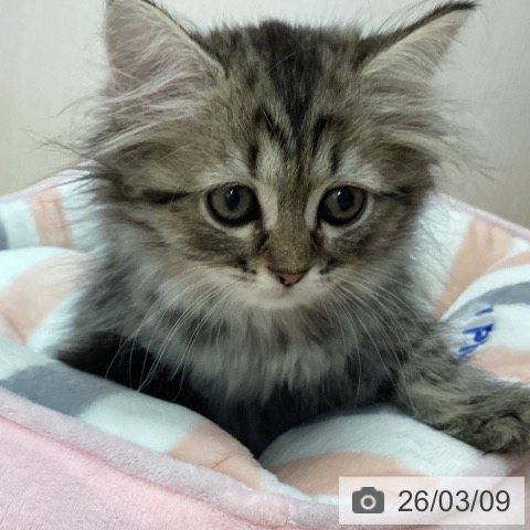 ラガマフィンの写真