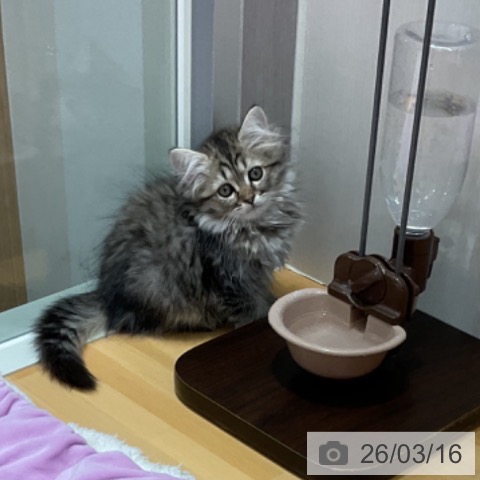 富山県のラガマフィン (ペットプラス 高岡店/2026年1月6日生まれ/女の子/ブラウンタビー)の子猫の4枚目の画像