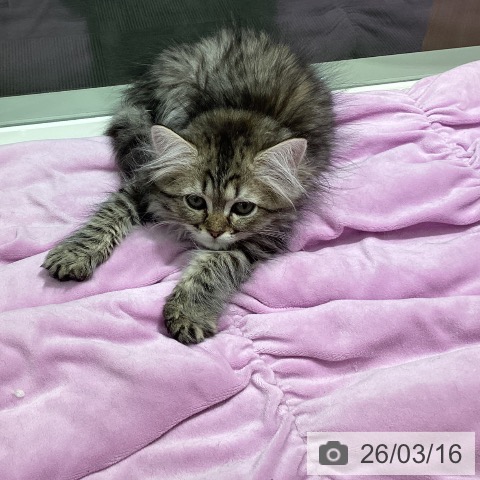 富山県のラガマフィン (ペットプラス 高岡店/2026年1月6日生まれ/女の子/ブラウンタビー)の子猫の3枚目の画像