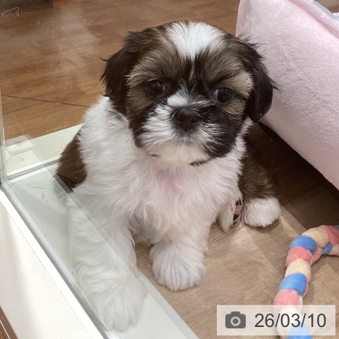 岐阜県のシーズー (ペットプラス 各務原店/2026年1月7日生まれ/男の子/ゴールドホワイト)の子犬の4枚目の画像