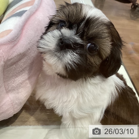 岐阜県のシーズー (ペットプラス 各務原店/2026年1月7日生まれ/男の子/ゴールドホワイト)の子犬の3枚目の画像