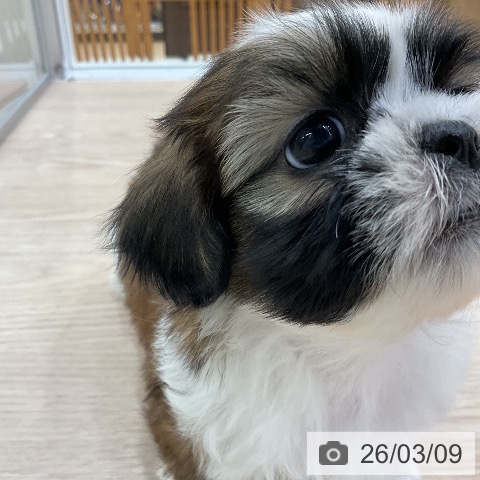 シー・ズーの写真