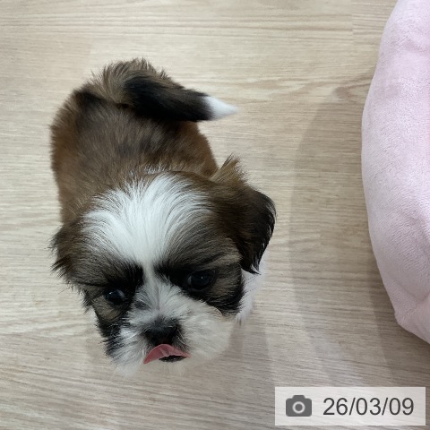 シー・ズーの写真