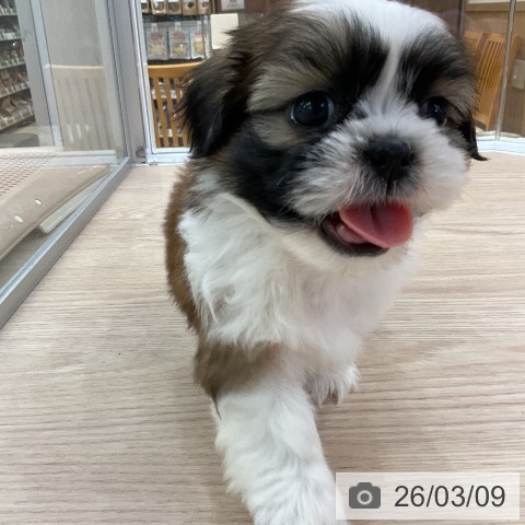 シー・ズーの写真