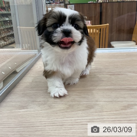 シー・ズーの写真