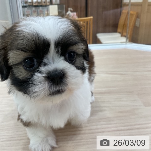 シー・ズーの写真