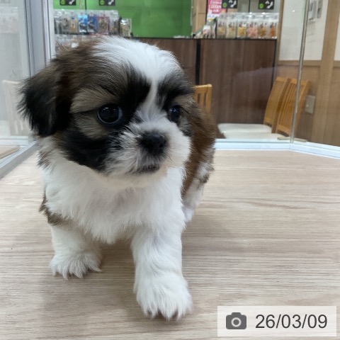 シー・ズーの写真