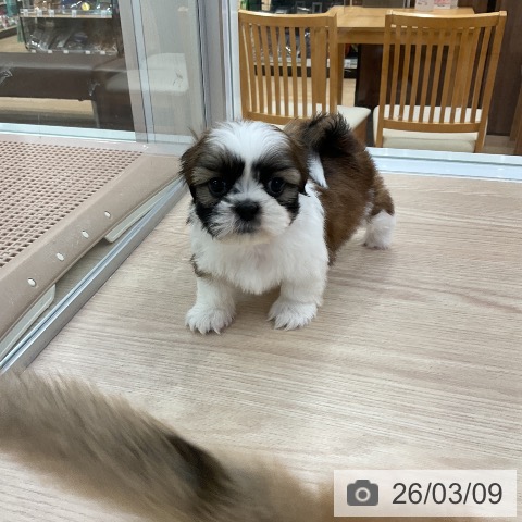 シー・ズーの写真