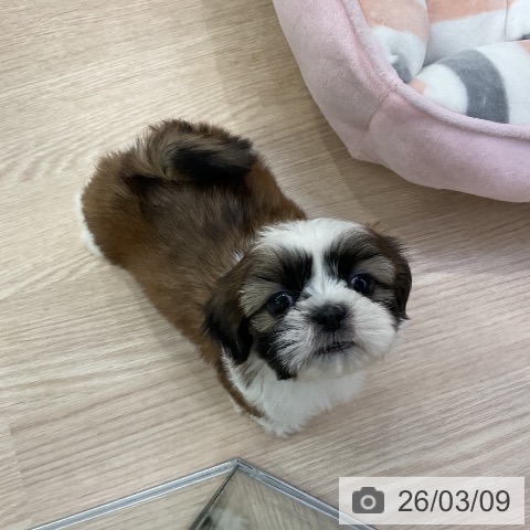 シー・ズーの写真