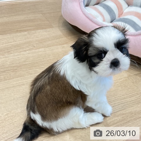 シー・ズーの写真