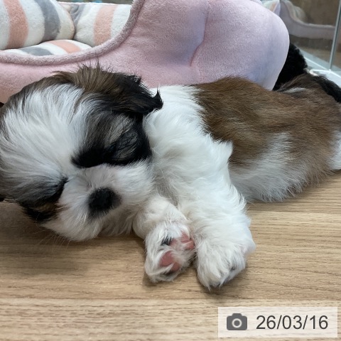 愛知県のシーズー (ペットプラス 熱田店/2026年1月7日生まれ/女の子/ゴールドホワイト)の子犬の3枚目の画像