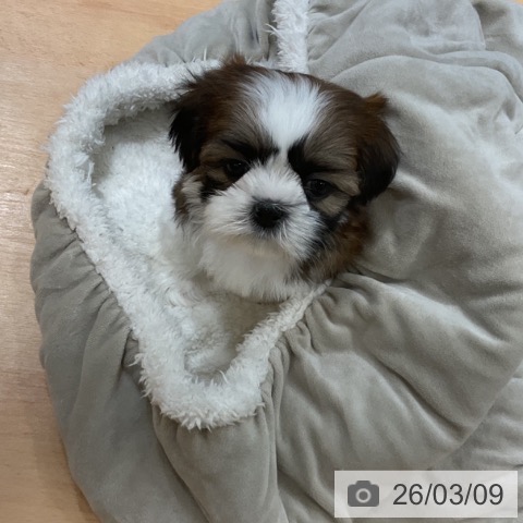 シー・ズーの写真