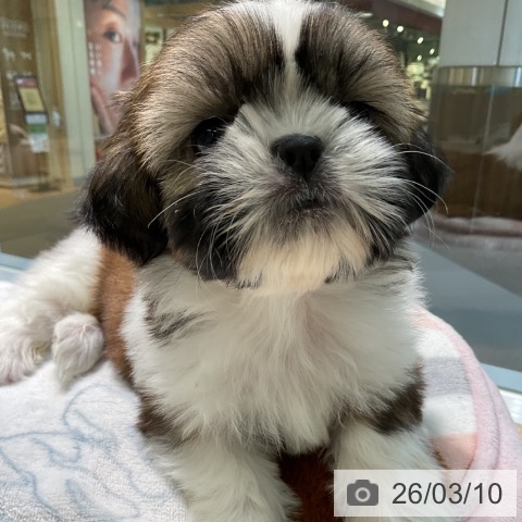 愛知県のシーズー (ペットプラス 岡崎店/2026年1月7日生まれ/女の子/ゴールドホワイト)の子犬の4枚目の画像