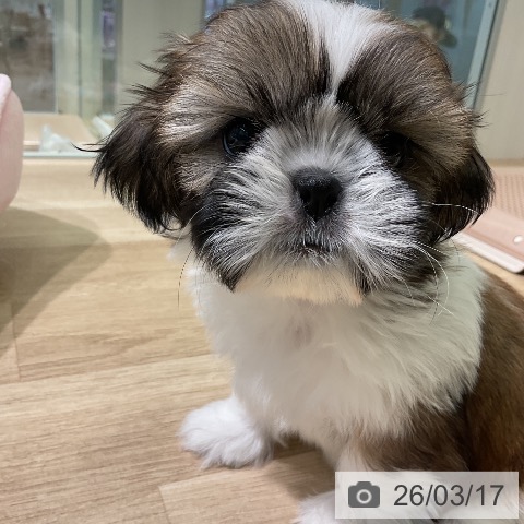 愛知県のシーズー (ペットプラス 岡崎店/2026年1月7日生まれ/女の子/ゴールドホワイト)の子犬の3枚目の画像