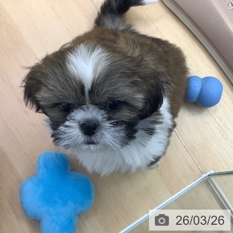 愛知県のシーズー (ペットプラス 三好店/2026年1月7日生まれ/女の子/ゴールドホワイト)の子犬の3枚目の画像