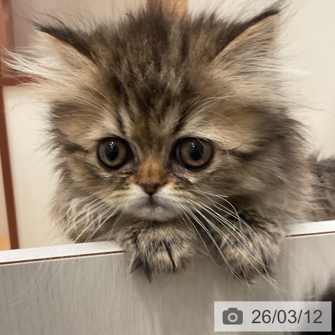 愛知県のペルシャ (ペットプラス 名古屋茶屋店/2026年1月2日生まれ/女の子/シェーデットゴールデン)の子猫の4枚目の画像