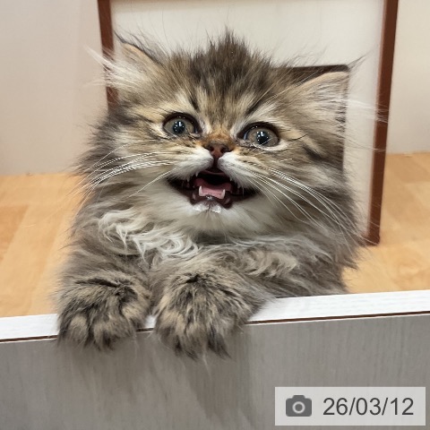 愛知県のペルシャ (ペットプラス 名古屋茶屋店/2026年1月2日生まれ/女の子/シェーデットゴールデン)の子猫の3枚目の画像