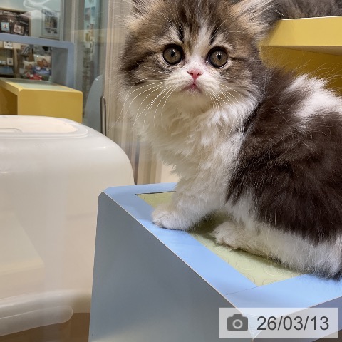 愛知県のペルシャ (ペットプラス ナゴヤドーム前店/2026年1月2日生まれ/女の子/ブラウンタビーホワイト)の子猫の4枚目の画像