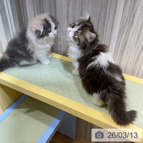 愛知県のペルシャ (ペットプラス ナゴヤドーム前店/2026年1月2日生まれ/女の子/ブラウンタビーホワイト)の子猫の3枚目の画像