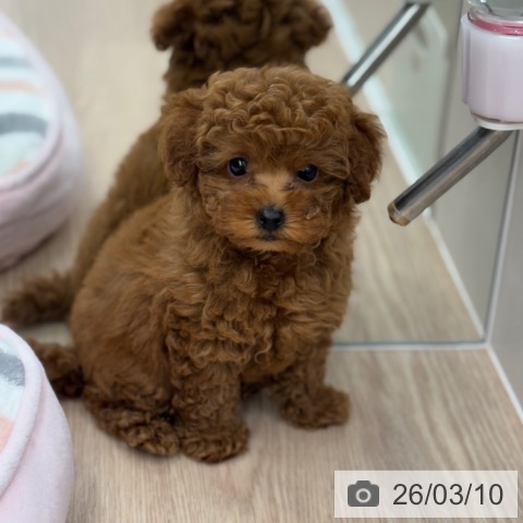 トイ・プードルの写真