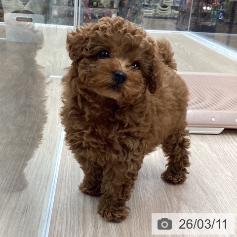 トイ・プードルの写真