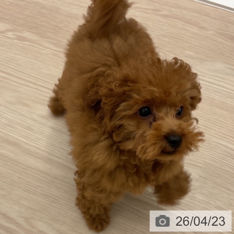 トイ・プードルの写真