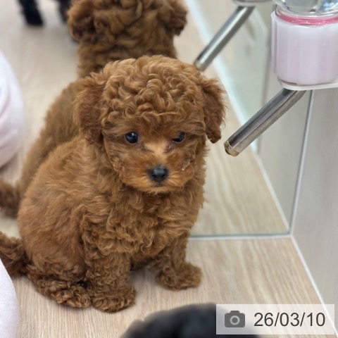 石川県のトイプードル(トイ) (ペットプラス 白山店/2026年1月7日生まれ/男の子/レッド)の子犬の4枚目の画像