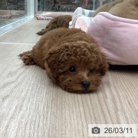 石川県のトイプードル(トイ) (ペットプラス 白山店/2026年1月7日生まれ/男の子/レッド)の子犬の3枚目の画像