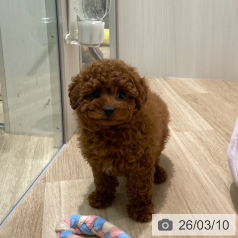 トイ・プードルの写真