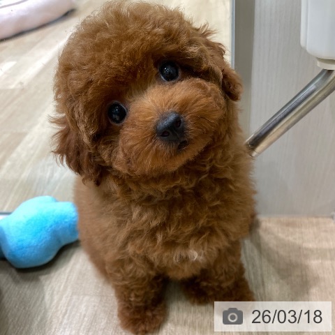 愛知県のトイプードル(トイ) (ペットプラス 則武新町店/2026年1月7日生まれ/男の子/レッド)の子犬の3枚目の画像