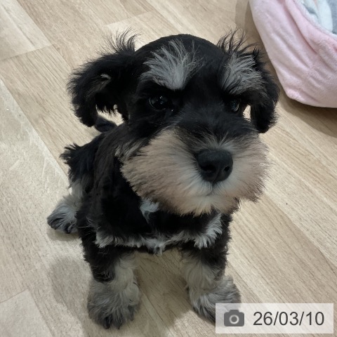 ミニチュア・シュナウザーの写真