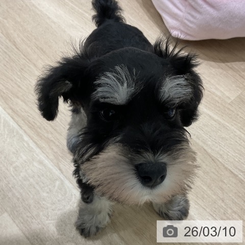 ミニチュア・シュナウザーの写真