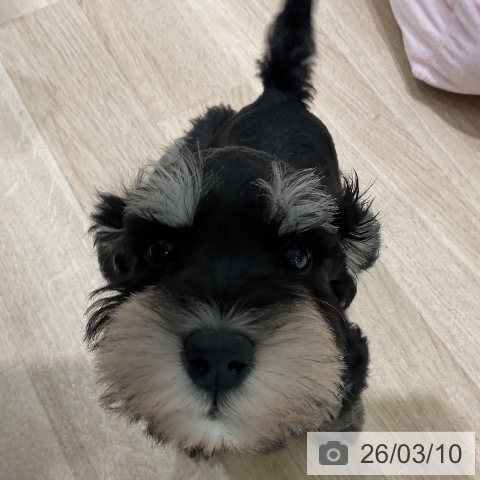 ミニチュア・シュナウザーの写真