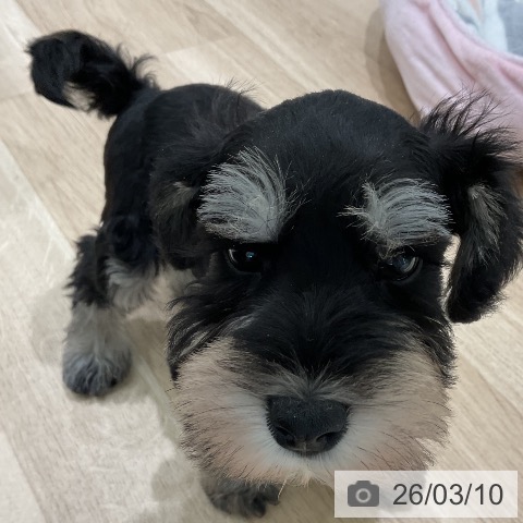 ミニチュア・シュナウザーの写真