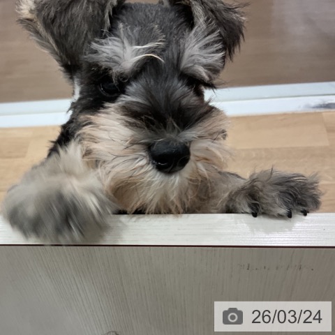 愛知県のミニチュアシュナウザー (ペットプラス 東浦店/2026年1月8日生まれ/男の子/ソルトペッパー)の子犬の4枚目の画像