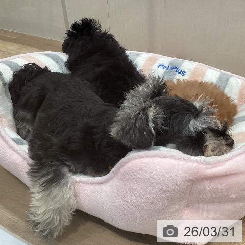 愛知県のミニチュアシュナウザー (ペットプラス 東浦店/2026年1月8日生まれ/男の子/ソルトペッパー)の子犬の3枚目の画像