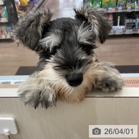 愛知県のミニチュアシュナウザー (ペットプラス 東浦店/2026年1月8日生まれ/男の子/ソルトペッパー)の子犬の3枚目の画像