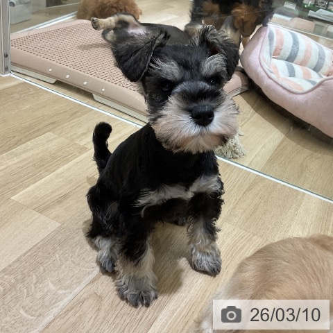 ミニチュア・シュナウザーの写真