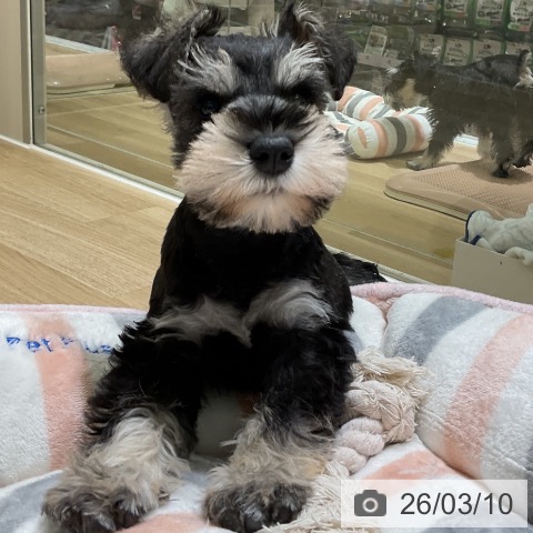 ミニチュア・シュナウザーの写真