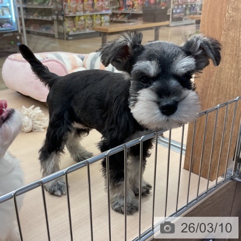 ミニチュア・シュナウザーの写真