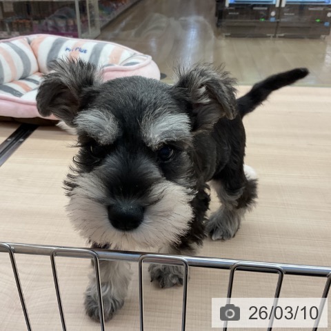 ミニチュア・シュナウザーの写真