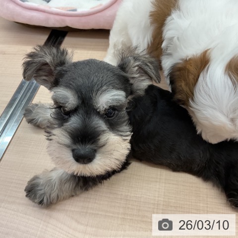 ミニチュア・シュナウザーの写真