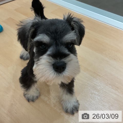 ミニチュア・シュナウザーの写真