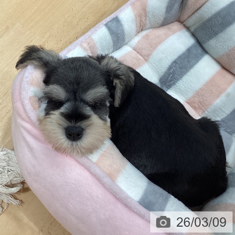 ミニチュア・シュナウザーの写真