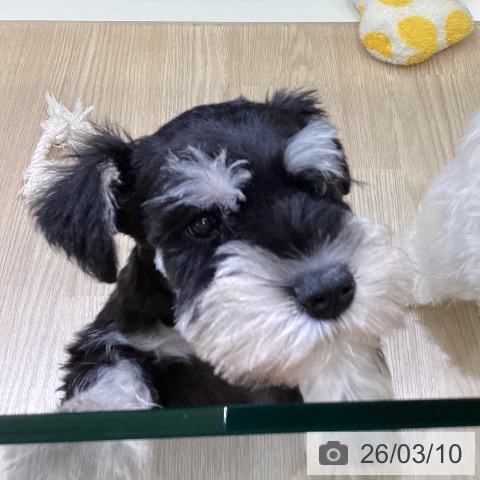 ミニチュア・シュナウザーの写真