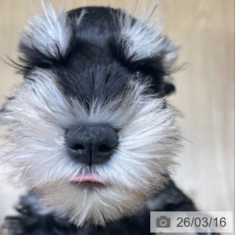 富山県のミニチュアシュナウザー (ペットプラス 高岡店/2026年1月8日生まれ/女の子/ブラックシルバー)の子犬の3枚目の画像