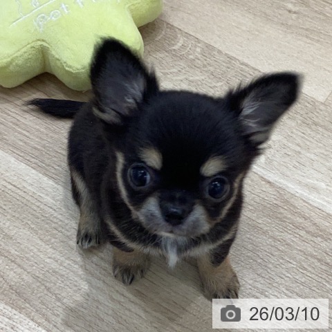 岐阜県のチワワ(ロング) (ペットプラス 各務原店/2026年1月8日生まれ/男の子/ブラックタン)の子犬の4枚目の画像