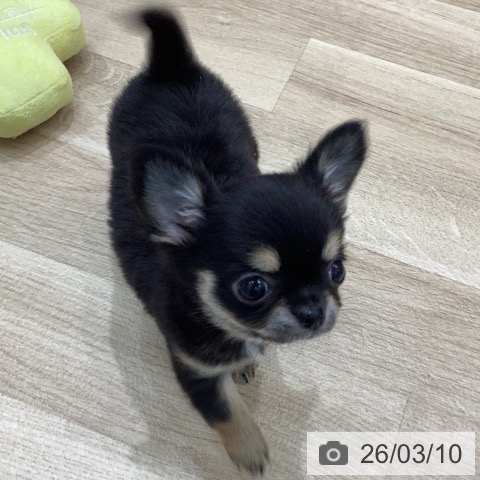 岐阜県のチワワ(ロング) (ペットプラス 各務原店/2026年1月8日生まれ/男の子/ブラックタン)の子犬の3枚目の画像