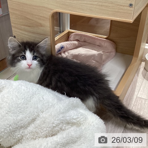 ノルウェージャンフォレストキャットの写真